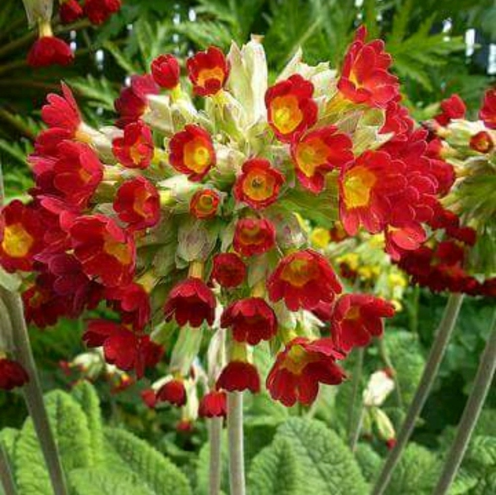 Meet your Posher, Irene